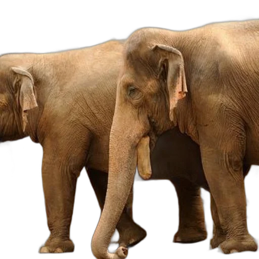 animal, photorealistic, 3d render, concept art, earth tones, golden, two, elephants transparent PNG cut-out