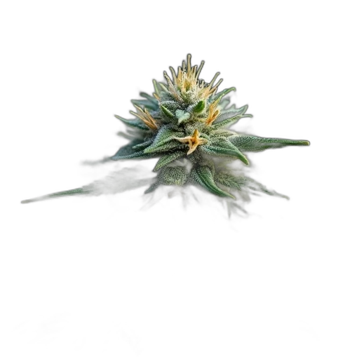 flower, crown, jewelry, staff transparent PNG cut-out