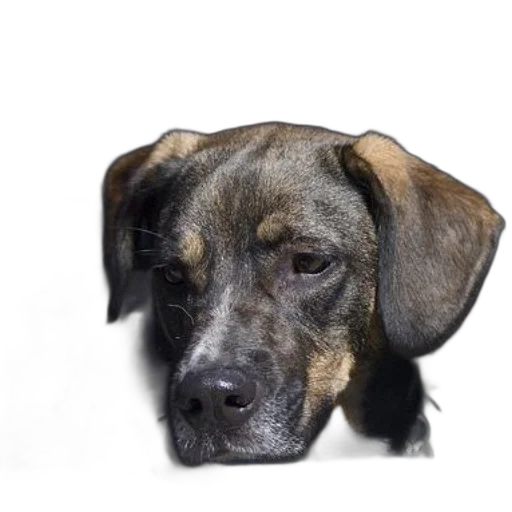 animal, staff, face, creature, photorealistic, 3d render, dog, brown transparent PNG cut-out