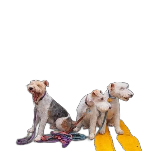 staff, photorealistic, concept art, watercolor, three, dogs, sit, front transparent PNG cut-out