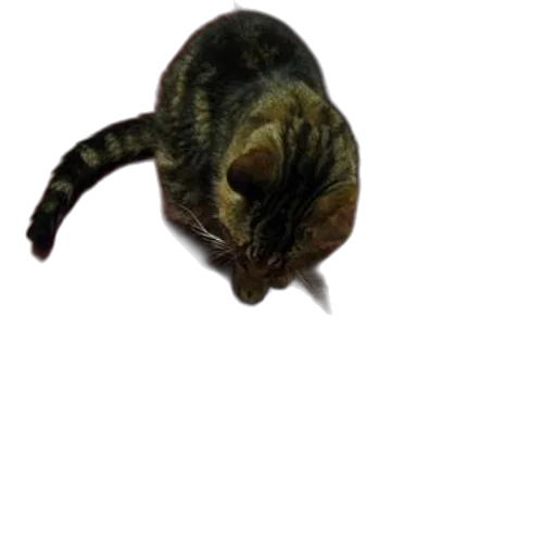 creature, animal, staff, hat, photorealistic, 3d render, concept art, pixel art transparent PNG cut-out