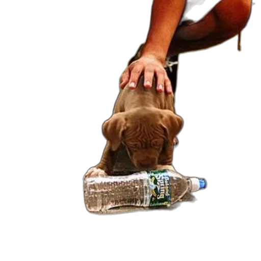 bottle, shoes, animal, weapon, photorealistic, 3d render, concept art, underwater transparent PNG cut-out