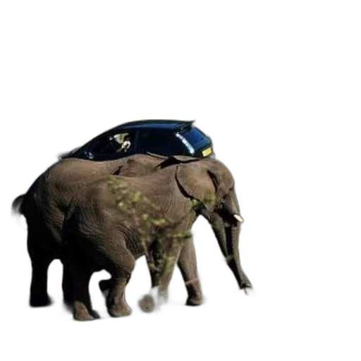 car, animal, creature, hat, concept art, 3d render, photorealistic, pixel art transparent PNG cut-out