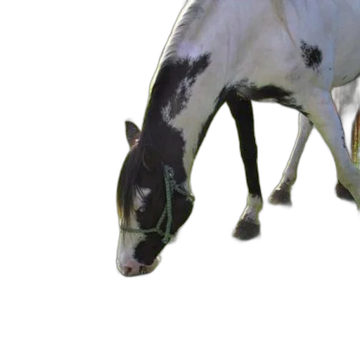 animal, creature, staff, weapon, 3d render, photorealistic, concept art, oil painting transparent PNG cut-out