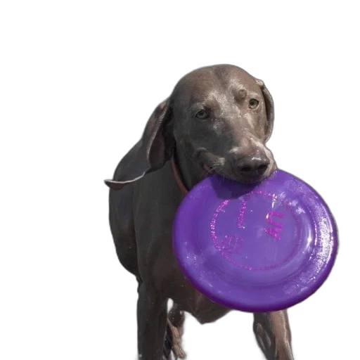 creature, animal, food, weapon, 3d render, photorealistic, weimaraner, dog transparent PNG cut-out