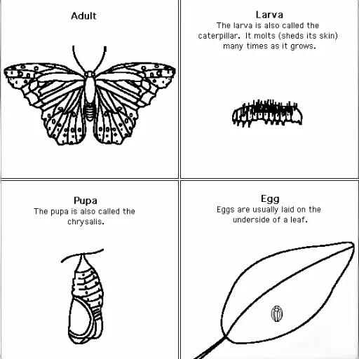 animal, jewelry, shoes, creature, concept art, diagram, life, cycle transparent PNG cut-out