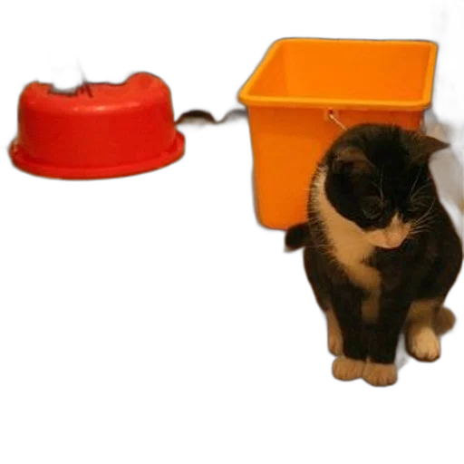 hat, staff, jewelry, furniture, 3d render, black, white, cat transparent PNG cut-out