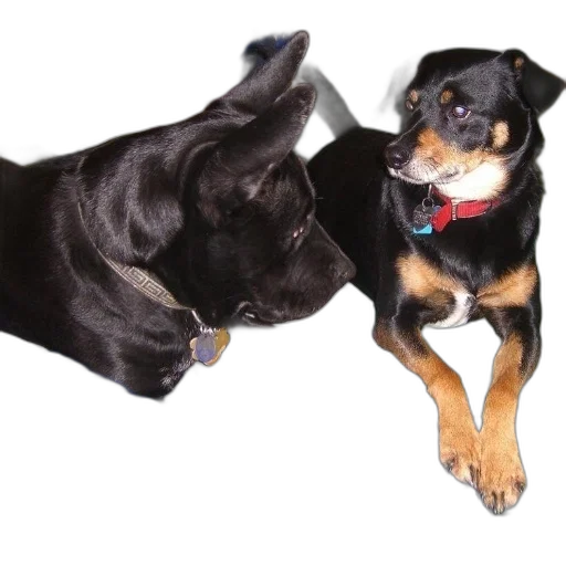 animal, two, dogs, lay, bed, one, wearing, red transparent PNG cut-out