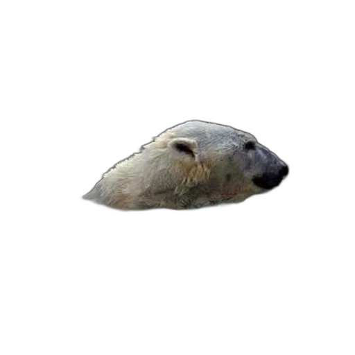 animal, face, creature, mask, photorealistic, 3d render, concept art, pixel art transparent PNG cut-out