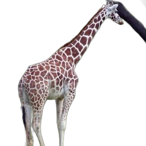 animal, staff, weapon, creature, 3d render, photorealistic, concept art, fantasy art transparent PNG cut-out