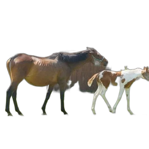 animal, staff, creature, jewelry, 3d render, concept art, photorealistic, fantasy art transparent PNG cut-out