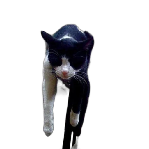 staff, umbrella, hat, animal, photorealistic, 3d render, concept art, oil painting transparent PNG cut-out