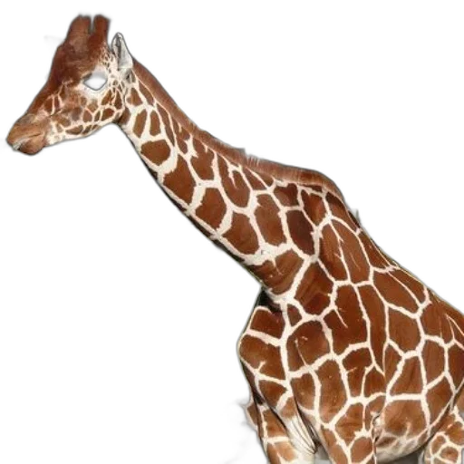animal, creature, hat, staff, 3d render, photorealistic, concept art, two transparent PNG cut-out