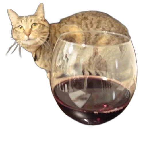 animal, photorealistic, 3d render, cat, sits, behind, glass, red transparent PNG cut-out