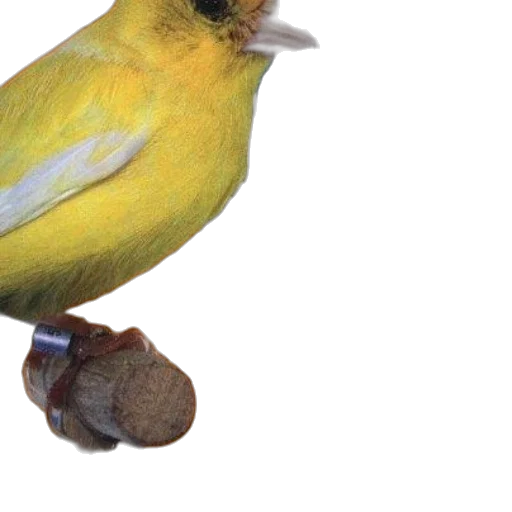 animal, food, staff, jewelry, 3d render, photorealistic, oil painting, canary transparent PNG cut-out