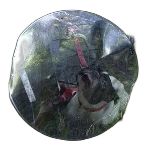 umbrella, staff, dragon, mask, photorealistic, 3d render, concept art, dog transparent PNG cut-out