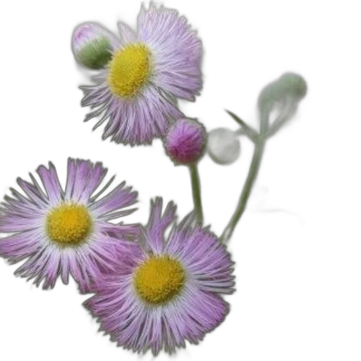 flower, crown, jewelry, staff, photorealistic, 3d render, concept art, oil painting transparent PNG cut-out