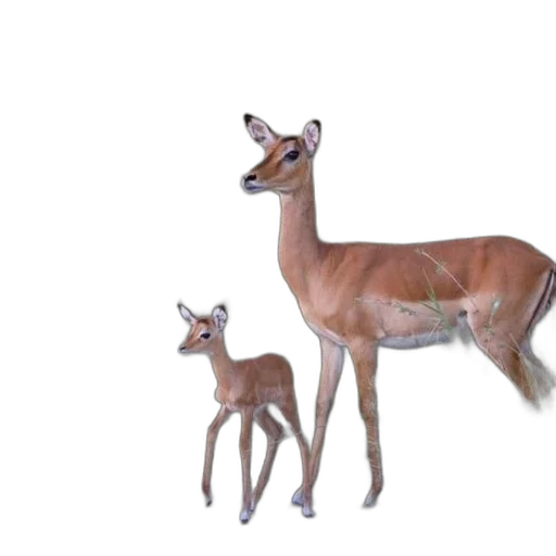 animal, creature, crown, 3d render, concept art, photorealistic, watercolor, forest transparent PNG cut-out