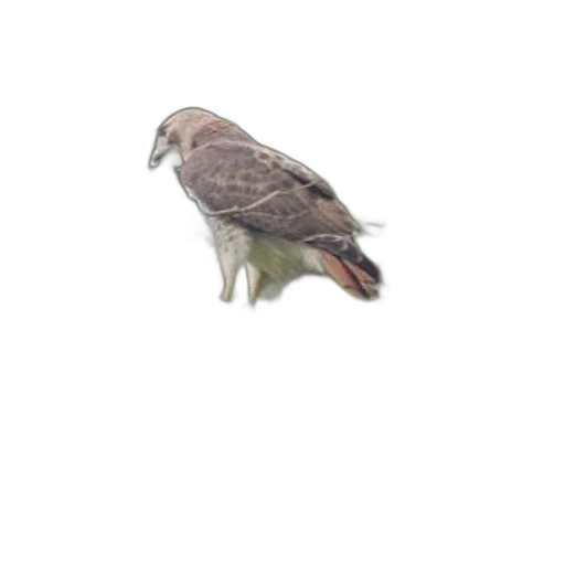 animal, creature, jacket, hair, 3d render, photorealistic, concept art, pixel art transparent PNG cut-out