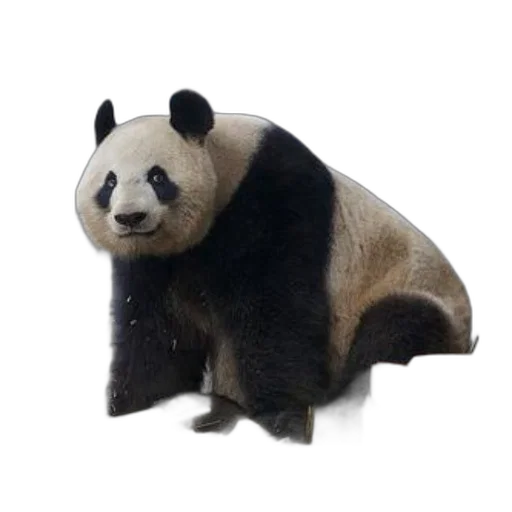 animal, creature, staff, face, photorealistic, 3d render, concept art, giant transparent PNG cut-out