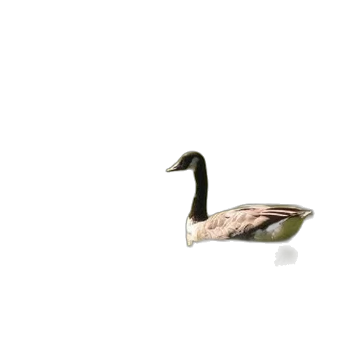 animal, creature, weapon, hat, 3d render, photorealistic, pixel art, concept art transparent PNG cut-out