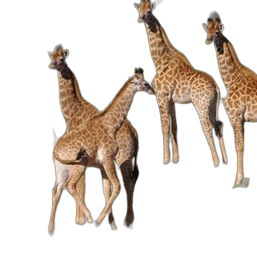 animal, 3d render, concept art, photorealistic, group, giraffes, stands, grassy transparent PNG cut-out