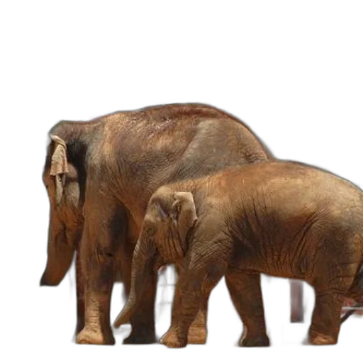 animal, concept art, 3d render, photorealistic, two, elephants, one, adult transparent PNG cut-out