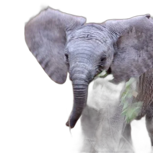 animal, creature, 3d render, photorealistic, concept art, young, elephant, large transparent PNG cut-out