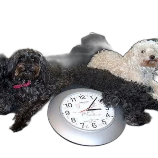photorealistic, 3d render, two, dogs, lounging, couch, clock, middle transparent PNG cut-out