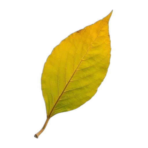 staff, tree, food, flower transparent PNG cut-out