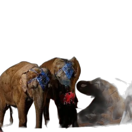 concept art, elephants, performing, circus, ring, one, elephant, kneeling transparent PNG cut-out