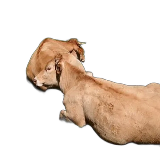 animal, hair, creature, food, photorealistic, 3d render, three, cows transparent PNG cut-out
