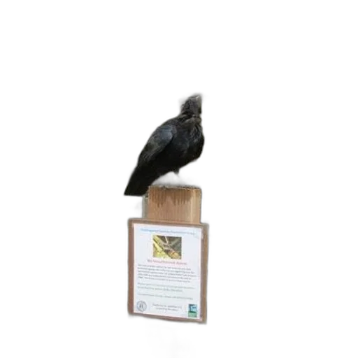 animal, staff, creature, black, bird, perches, wooden, post transparent PNG cut-out