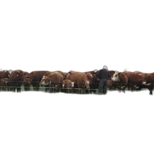 animal, crown, food, person, stands, front, herd, brown transparent PNG cut-out