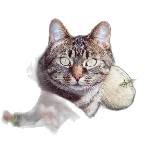 animal, flower, staff, food, photorealistic, oil painting, watercolor, pixel art transparent PNG cut-out