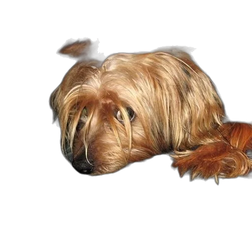 animal, hair, creature, staff, photorealistic, 3d render, oil painting, watercolor transparent PNG cut-out