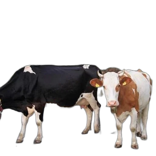 animal, food, dress, two, cows, yellow, ear, tags transparent PNG cut-out