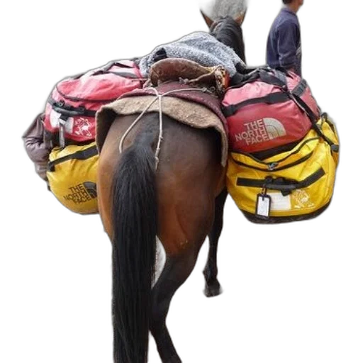 jacket, hat, animal, horse, carrying, north, face, bags transparent PNG cut-out
