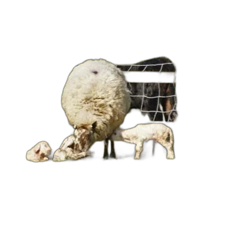 animal, furniture, food, creature, 3d render, photorealistic, concept art, sheep transparent PNG cut-out