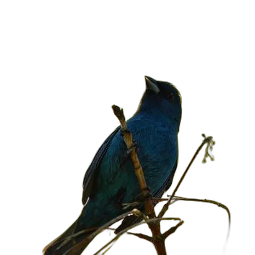staff, animal, jewelry, crown, photorealistic, 3d render, oil painting, concept art transparent PNG cut-out