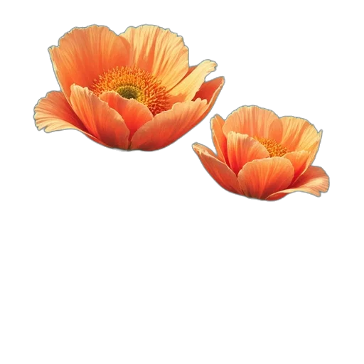 flower, crown, jewelry, hat, photorealistic, 3d render, oil painting, watercolor transparent PNG cut-out