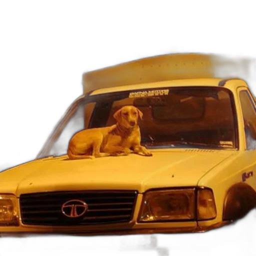 car, animal, staff, photorealistic, concept art, 3d render, oil painting, neon lights transparent PNG cut-out