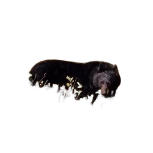 animal, creature, staff, hair transparent PNG cut-out