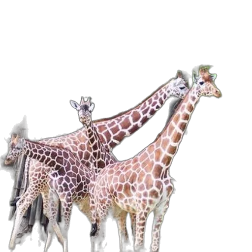 animal, creature, jewelry, staff, 3d render, concept art, photorealistic, fantasy art transparent PNG cut-out