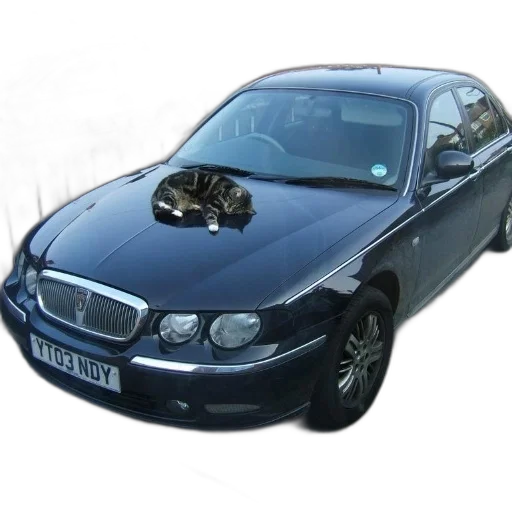 car, 3d render, photorealistic, black, cat, sleeping, hood, license transparent PNG cut-out