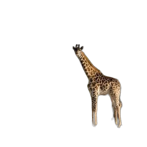 animal, creature, staff, jewelry, 3d render, concept art, pixel art, photorealistic transparent PNG cut-out