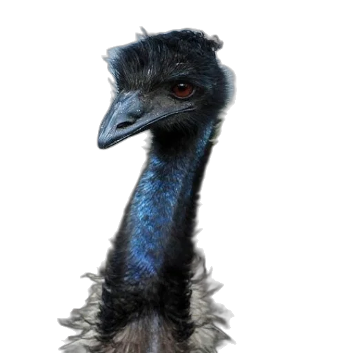 animal, creature, hair, face, photorealistic, 3d render, concept art, close-up transparent PNG cut-out