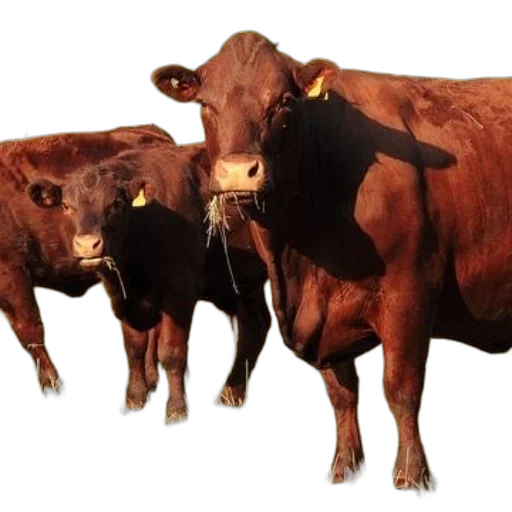 animal, food, jewelry, mask, photorealistic, concept art, three, brown transparent PNG cut-out