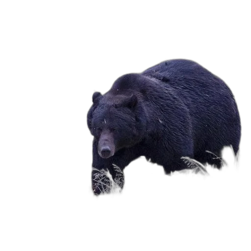 animal, creature, food, hat, 3d render, photorealistic, concept art, black transparent PNG cut-out