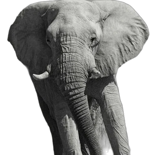 animal, staff, creature, weapon, photorealistic, concept art, 3d render, pencil sketch transparent PNG cut-out